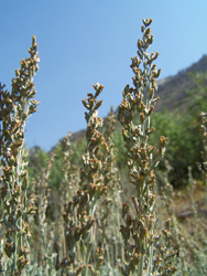 Gray Jay Press- Sagebrush Heart- Sagebrush Flowers